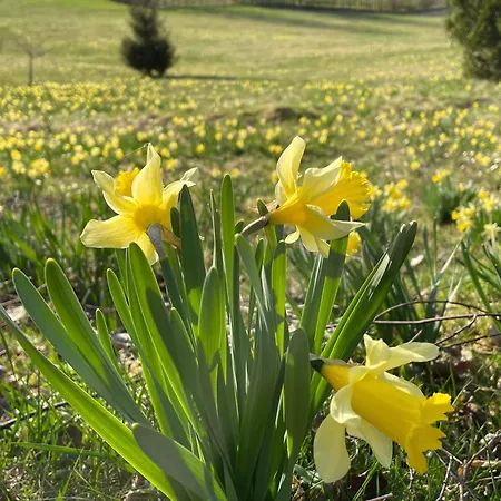6 Pers A 900m Du De Longemer Et Des Pis *