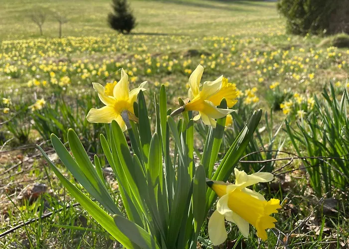 6 Pers A 900m Du De Longemer Et Des Pis *